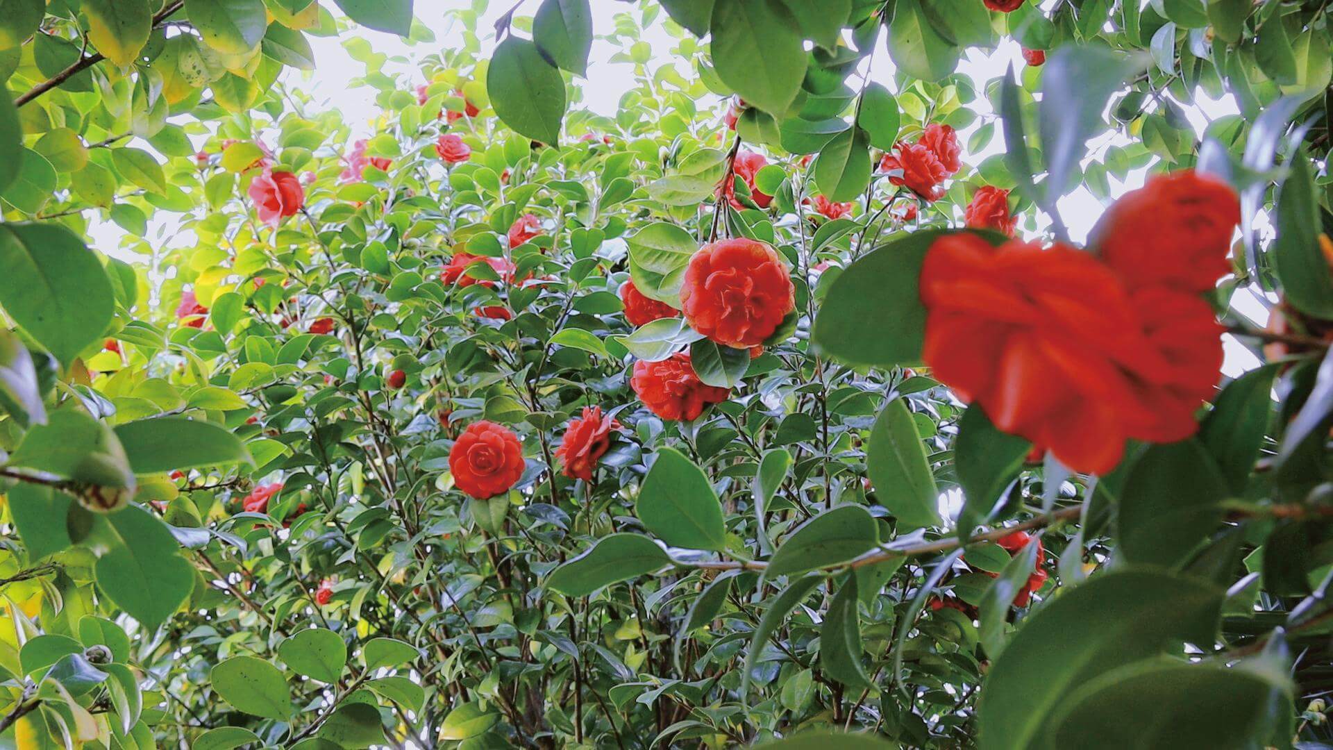 我們在春天見面嗎？